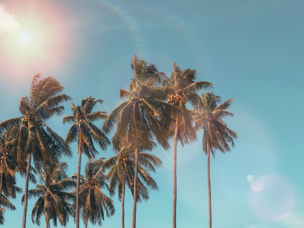 Palm trees